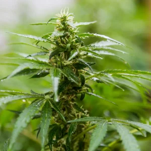 Grow-Produkte